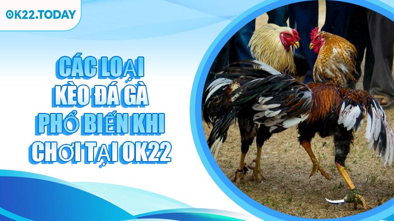 Các Loại Kèo Đá Gà Phổ Biến Khi Chơi Tại OK22
