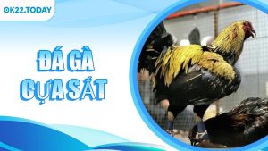 Đá Gà Cựa Sắt